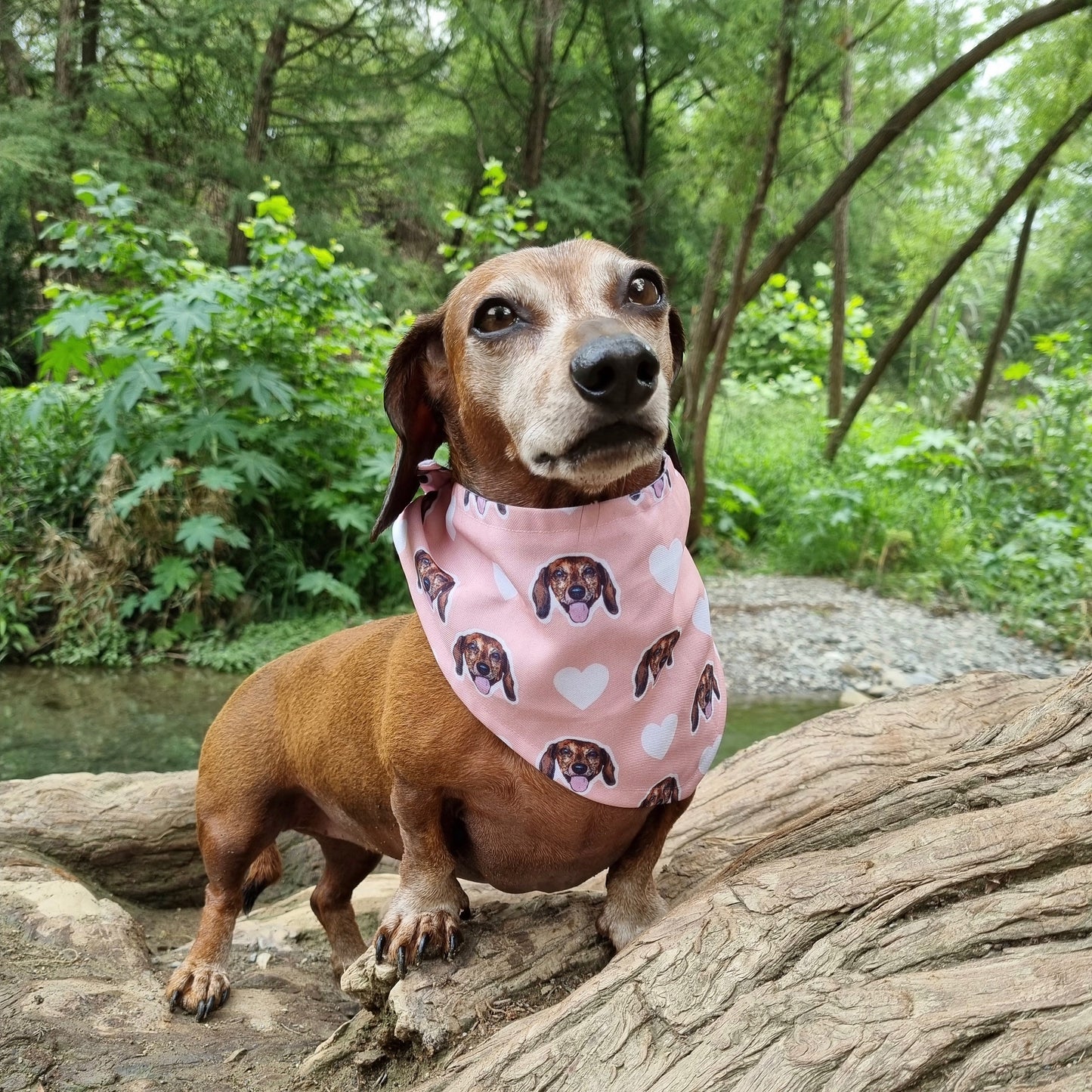 Bandana Personalizada Mini Hearts